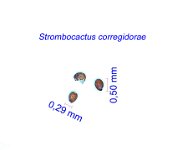 Strombocactus corregidorae CL.jpg